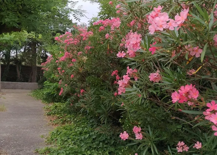 Hotel La Chaumiere D Agde